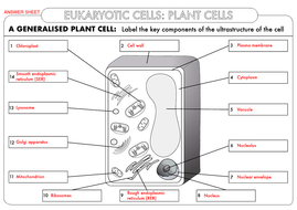 A Level Biology: Cell Ultrastructure Worksheet Pack | Teaching Resources