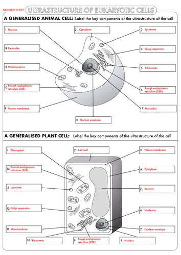 A Level Biology Cell Ultrastructure Worksheet Pack Teaching Resources