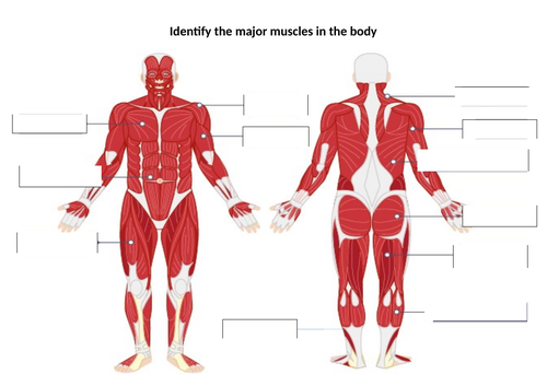 Ocr Sports Science R043 Body 's Response To Exercise Lo1 