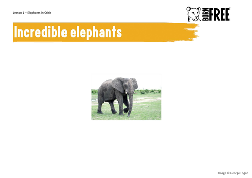 Elephants in Crisis - The Ivory Trade. Short scheme of work for KS3 ...