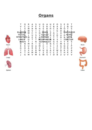 Organs Word Search