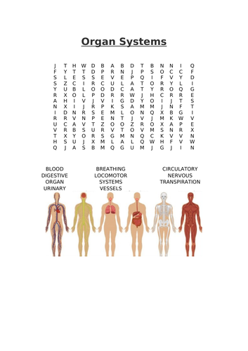 Organ Systems Word Search