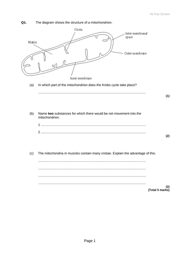 IB Biology HL Unit 8 - Aerobic Respiration, Glycolysis, Link Reaction ...