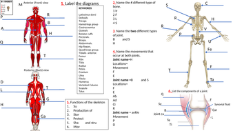 Muscles, bones, and joint worksheet | Teaching Resources