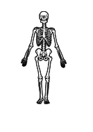 The Skeleton. Activate AQA KS3 year 7 whole lesson 8.1.2 suitable for ...