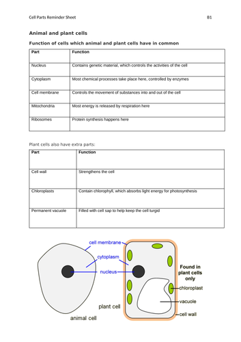 AQA GCSE Biology (9-1) Paper 1&2 Double Science Revision Summary Sheets ...