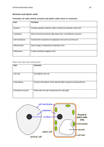 AQA GCSE Biology (9-1) B1 Double Science Revision Summary Sheets