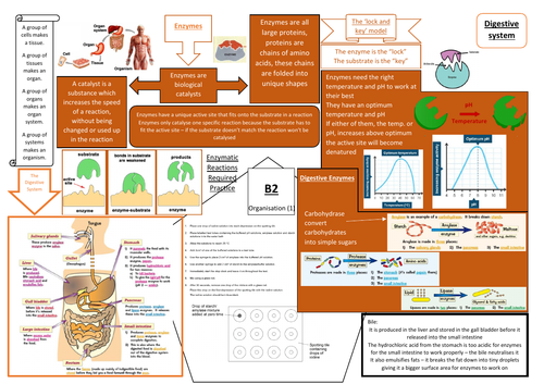 Aqa Gcse Biology 9 1 B2 Double And Triple Science Revision Summary