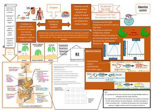 AQA GCSE Biology (9-1) B2 Double and Triple Science Revision Summary Sheets