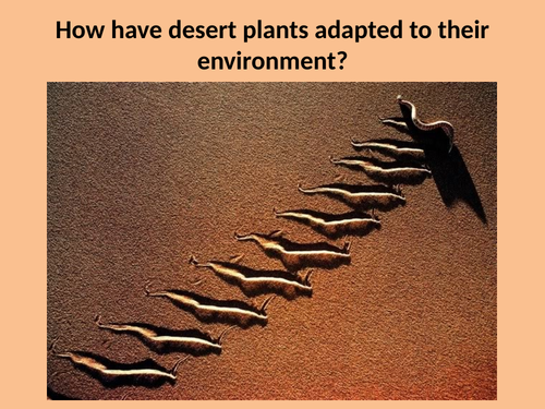 Desert Animal & Plant adaptations | Teaching Resources