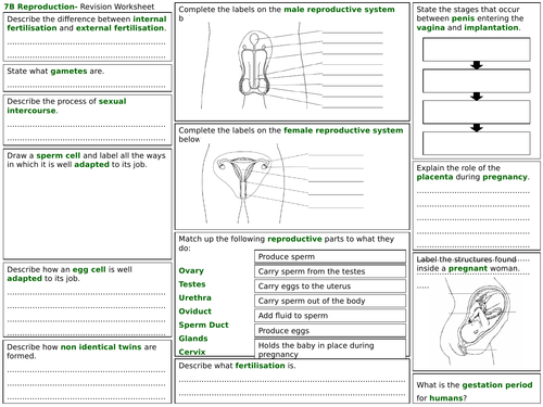Exploring Science Year 7- Revision Worksheets | Teaching Resources