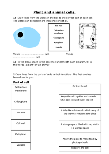 Year 7 Activate 1 Biology- Cells- Low ability | Teaching Resources