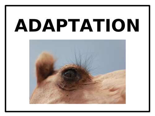 Adaptation - PowerPoint