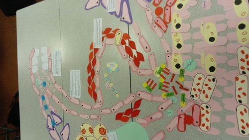 AQA GCSE Biology (Science) Enzymes in Digestion Lesson | Teaching Resources