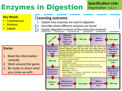 AQA GCSE Biology (Science) Enzymes in Digestion Lesson | Teaching Resources