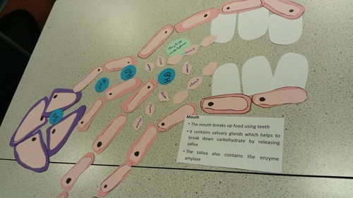 AQA GCSE Biology (Science) Enzymes in Digestion Lesson | Teaching Resources
