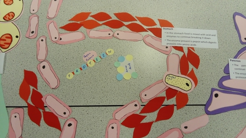 AQA GCSE Biology (Science) Enzymes in Digestion Lesson | Teaching Resources