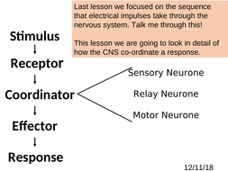 Reflex Arc | Teaching Resources