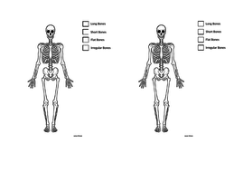 Skeletal System - AQA GCSE PE (9-1) | Teaching Resources
