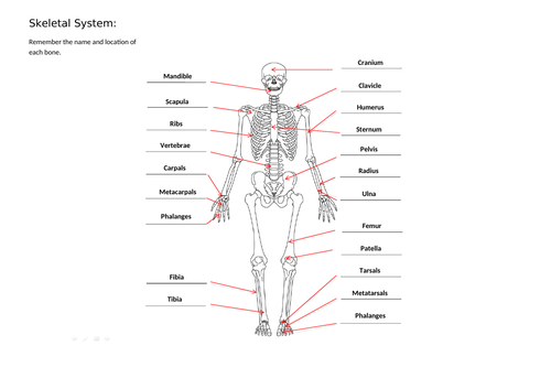 Skeletal System - AQA GCSE PE (9-1) | Teaching Resources