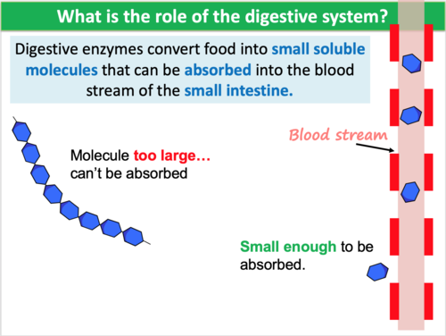Digestive System | Teaching Resources