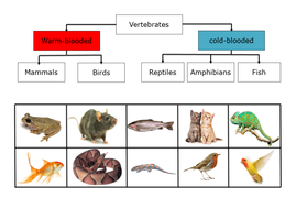 Living things - Classification (grouping of animals / vertebrates) for