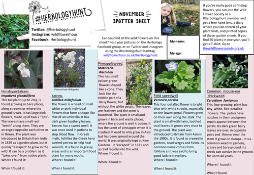 Wildflower spotter sheet for November | Teaching Resources