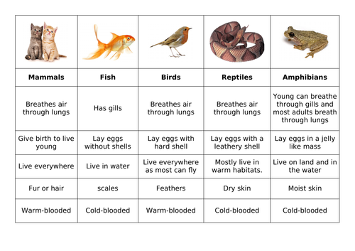 Living things - Adaptations of animals (identifying features of