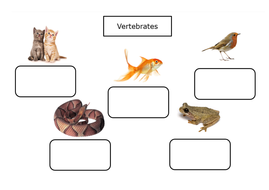 vertebrates animals adaptations features ks2 identifying ks3 living things