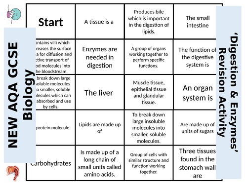 NEW AQA GCSE Biology 'Enzymes & Digestion' - Dominoes Revision Activity