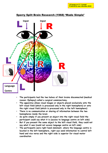 Psychology Sperry (1968) 'Split Brain' Research: "Made Simple"