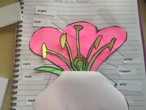 ks3-parts-of-a-flower-model-teaching-resources