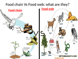 Food chains and ecosystems lessons for IGCSE, GCSE and many more specs ...