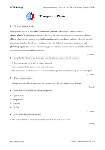 GCSE Biology (9-1) - Transport in Plants - Translocation and ...