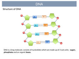 Protein Synthesis GCSE | Teaching Resources