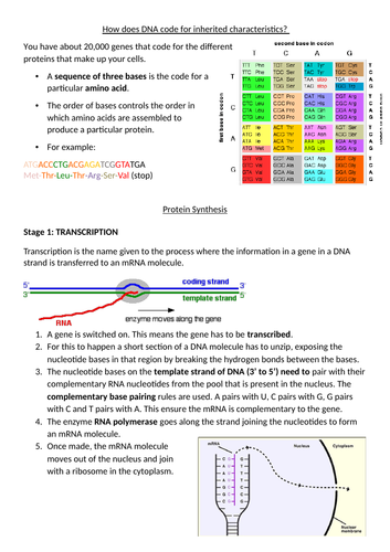 Protein Synthesis Gcse Teaching Resources