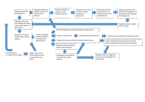 Immunity Flow Chart Worksheet Teaching Resources