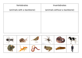 invertebrates classification ks2 science vertebrates docx habitats ks3 grouping living things their kb key