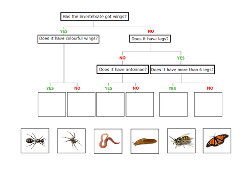 Living Things And Their Habitats Classification Grouping Of Invertebrates For Ks2 And Ks3