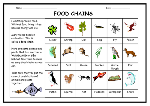 Food Chains - Worksheet + PowerPoint