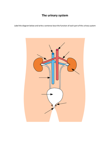 Igcse Edexcel Biology 9 1 Topic 9 Homeostasis And Excretion 4540