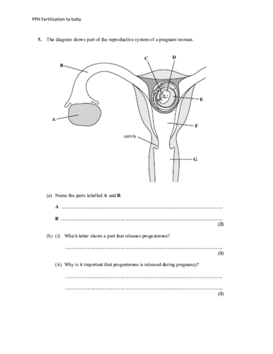 Igcse Edexcel Biology 9 1 Topic 12 Human Reproduction Teaching Resources 3567