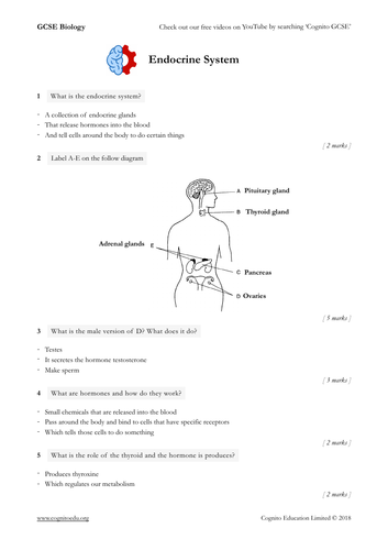 Gcse Biology 9 1 Endocrine System And Hormones Worksheet And Video