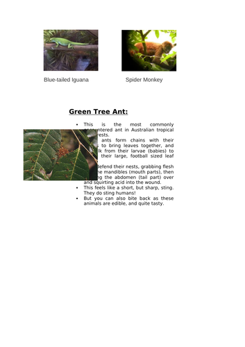 Layers of the Rainforest | Teaching Resources