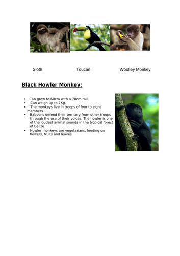 Layers of the Rainforest | Teaching Resources