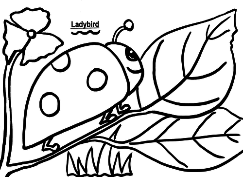 Ladybird Colouring Sheet