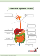 The human digestive system by mr_science | Teaching Resources