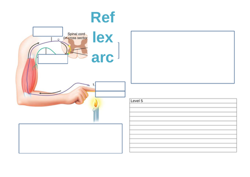 Edexcel - Paper 1 - Reflex arc