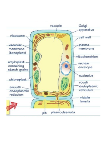 docx, 457.36 KB