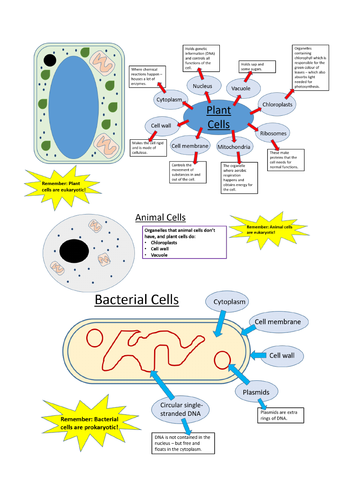 Types Of Cell Animal Plant Bacterial Biology Gcse Teaching Resources